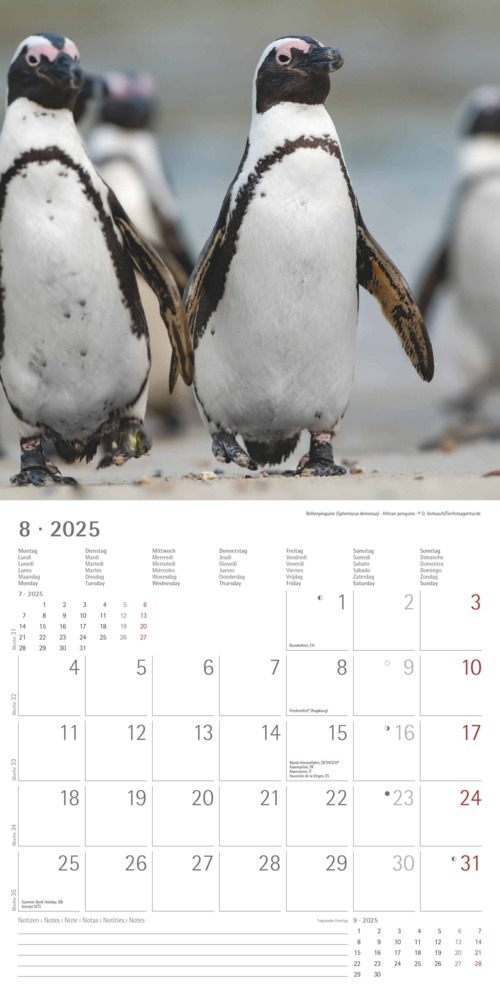 Bild: 4251732343101 | Alpha Edition - Pinguine 2025 Broschürenkalender, 30x30cm,...