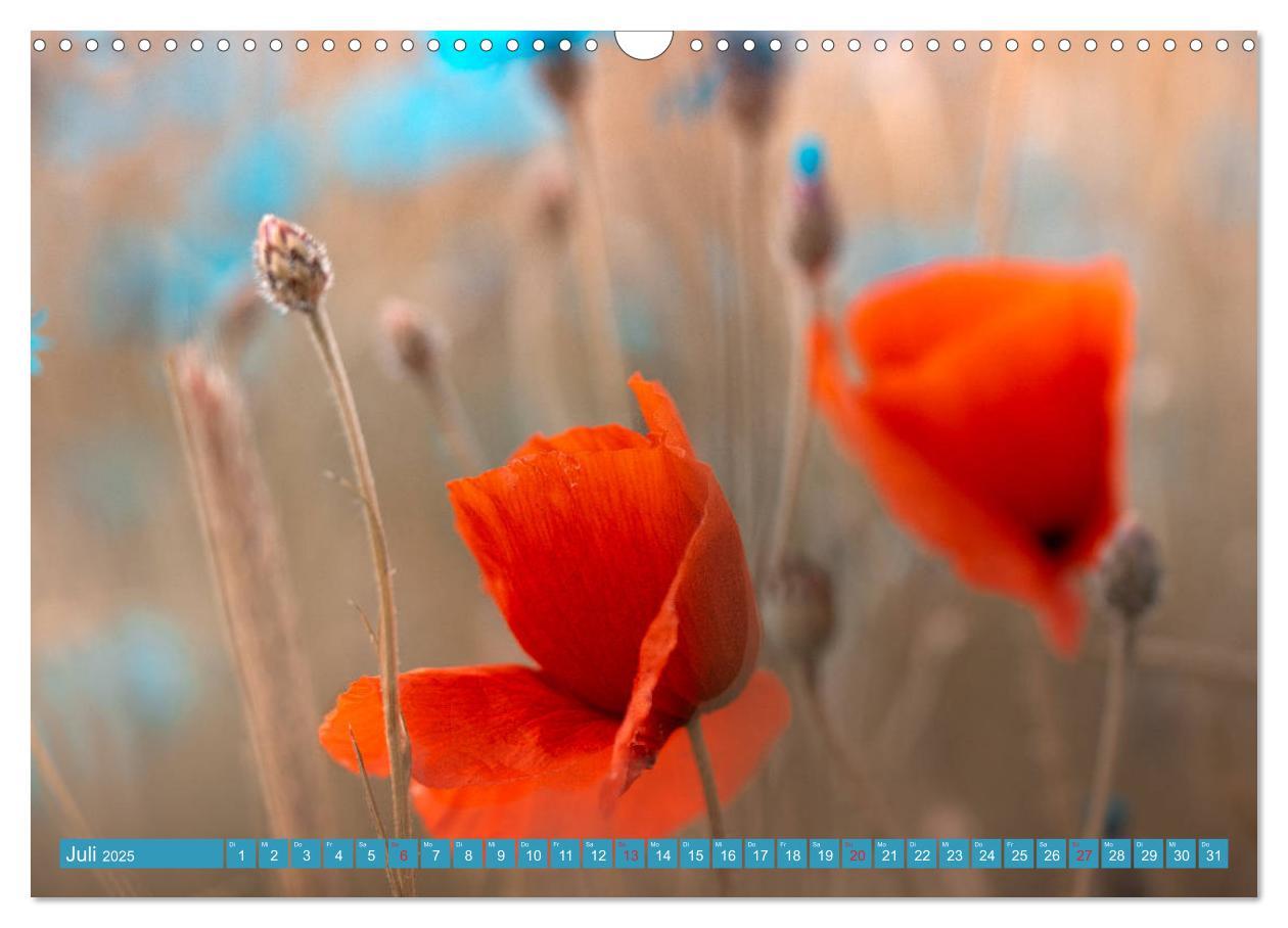 Bild: 9783435287857 | Mohnblumen - Fotografie mit Magie (Wandkalender 2025 DIN A3 quer),...