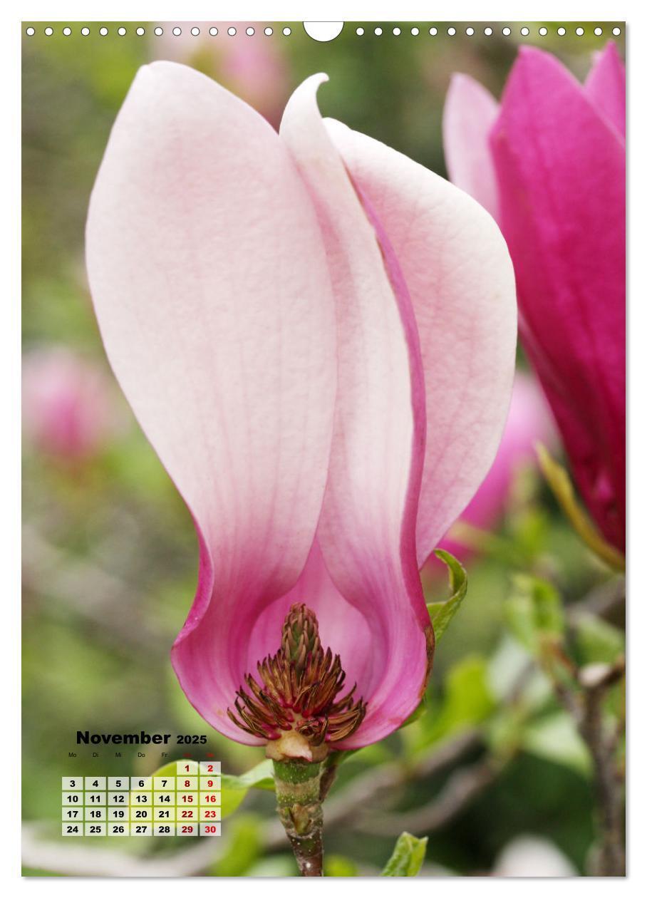 Bild: 9783435924615 | Magnolien Ein Frühlingstraum (Wandkalender 2025 DIN A3 hoch),...