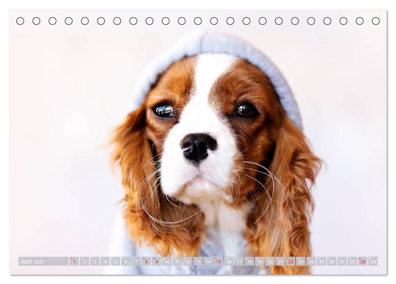 Bild: 9783435178896 | Der Welpenkalender - Cavalier King Charles Spaniel (Tischkalender...