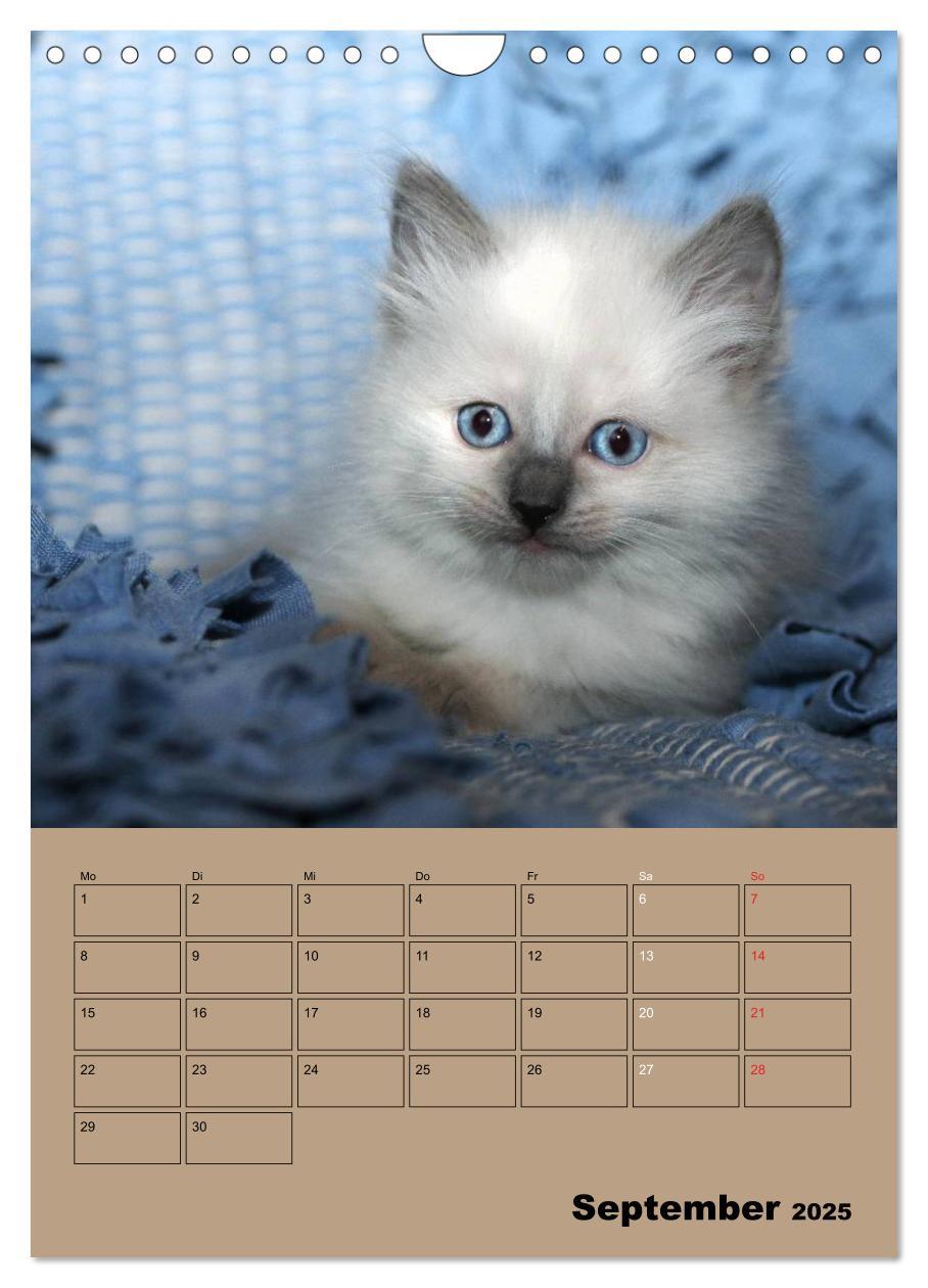 Bild: 9783457013250 | Ragdolls zum Verlieben (Wandkalender 2025 DIN A4 hoch), CALVENDO...