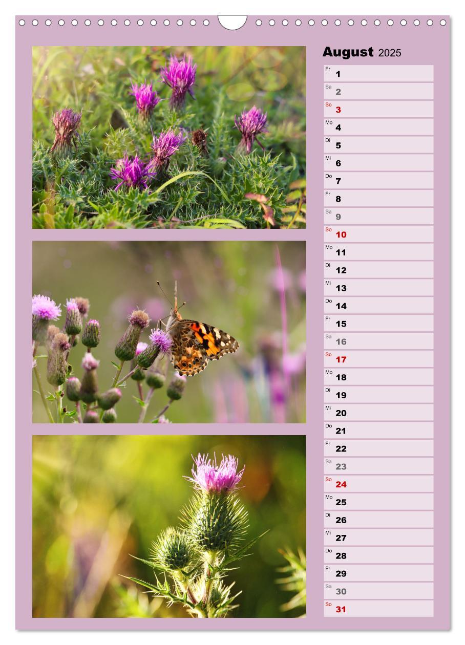 Bild: 9783457173336 | Farbenzauber, bunte Wiesen und bunte Falter (Wandkalender 2025 DIN...