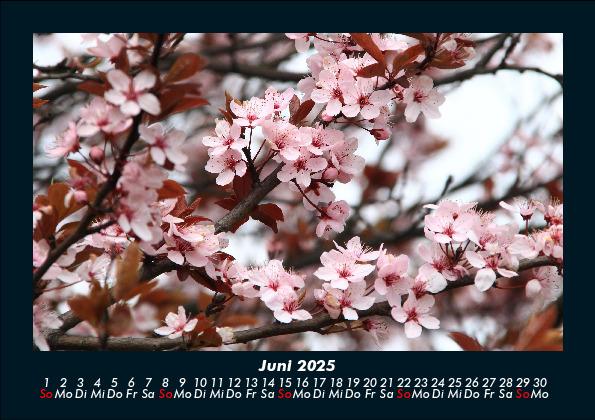 Bild: 9783755986577 | Blumenkalender 2025 Fotokalender DIN A5 | Tobias Becker | Kalender