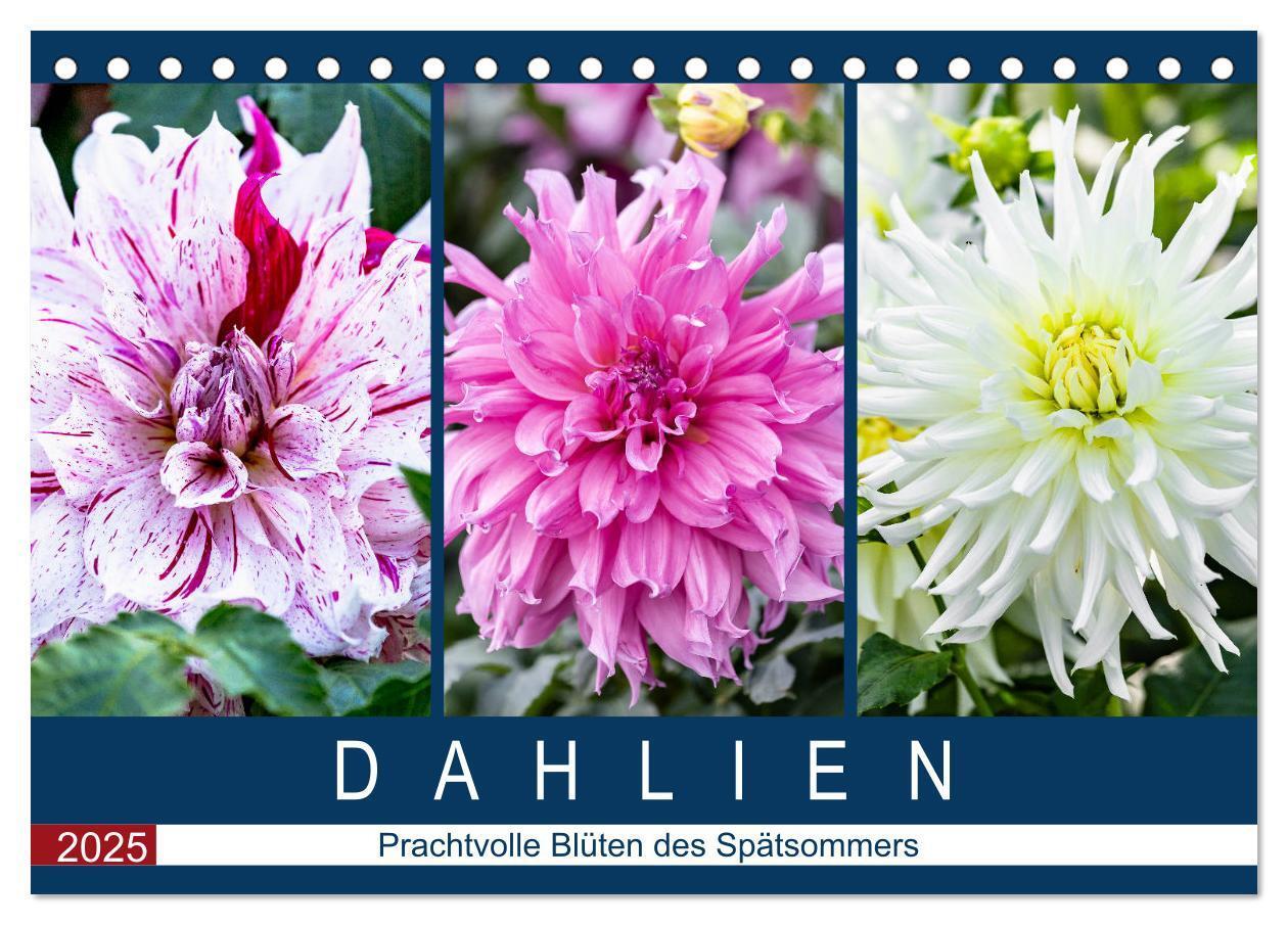 Cover: 9783435298815 | Dahlien - Prachtvolle Blüten des Spätsommers (Tischkalender 2025...