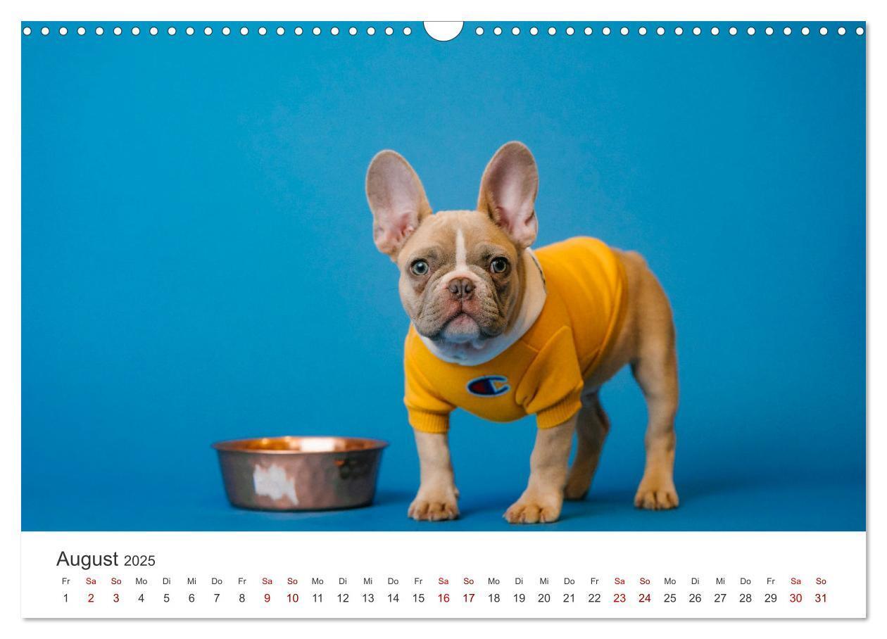 Bild: 9783457182680 | Die Bulldogge Henry (Wandkalender 2025 DIN A3 quer), CALVENDO...