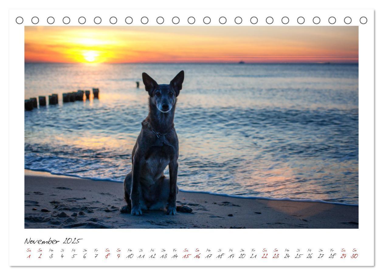 Bild: 9783383798450 | Mit dem Malinois durch das Jahr (Tischkalender 2025 DIN A5 quer),...