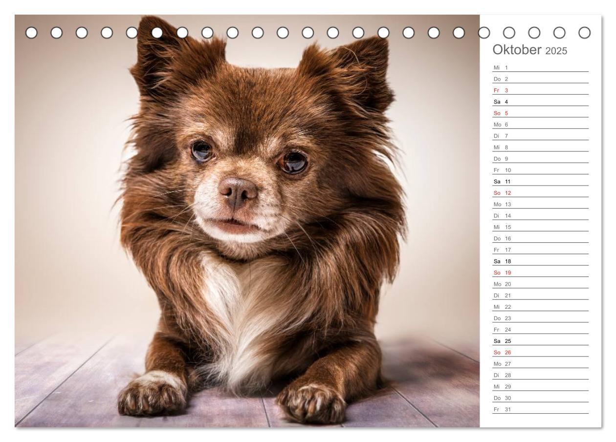 Bild: 9783435527809 | Chihuahua - Die Welt der Kleinen (Tischkalender 2025 DIN A5 quer),...