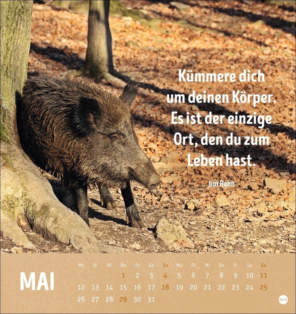 Bild: 9783756407187 | Alt! Aber gut drauf Postkartenkalender 2025 - Der tierische...