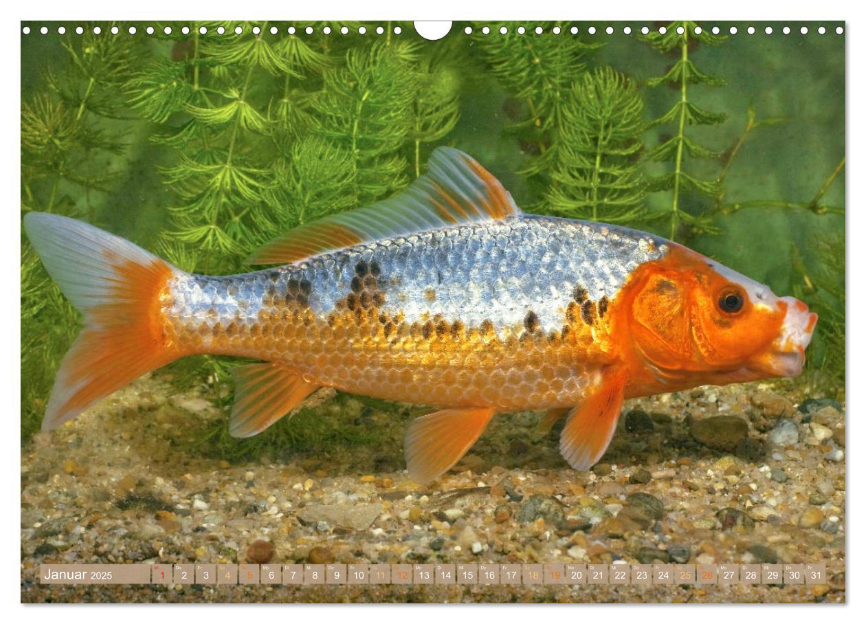 Bild: 9783435129263 | Koi: Juwelen im Teich (Wandkalender 2025 DIN A3 quer), CALVENDO...