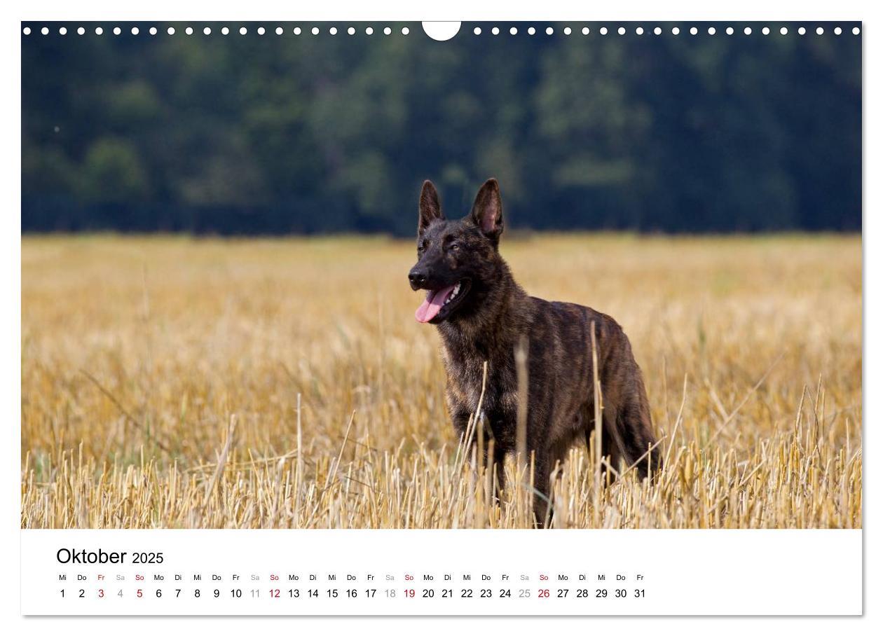 Bild: 9783435588275 | ausdrucksvolle Holländische Schäferhunde (Wandkalender 2025 DIN A3...