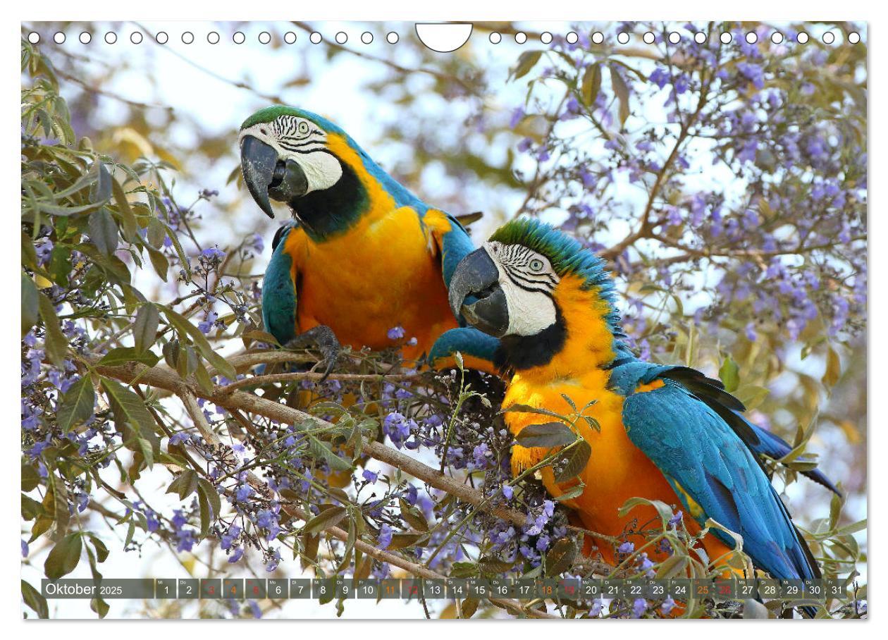 Bild: 9783435263196 | Aras im Pantanal (Wandkalender 2025 DIN A4 quer), CALVENDO...