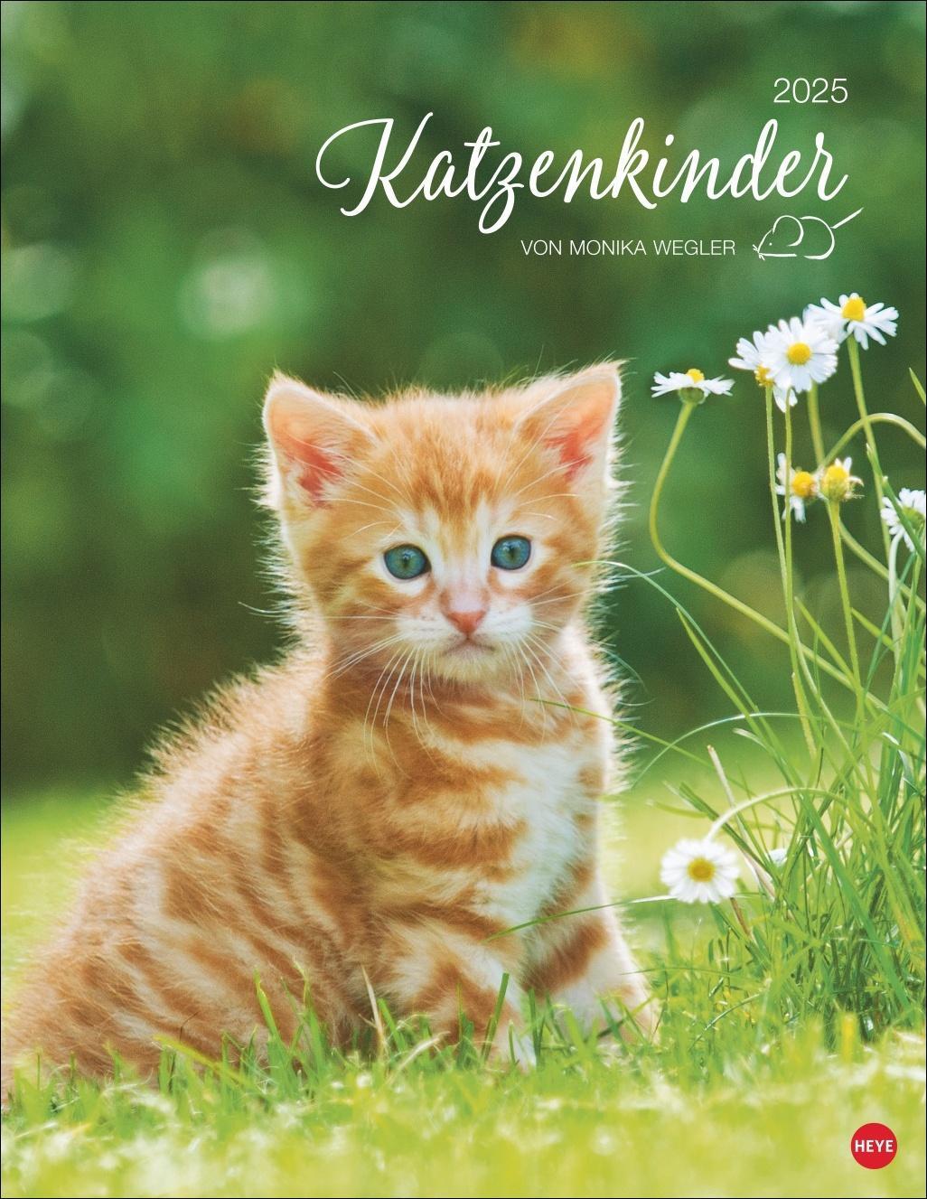 Cover: 9783756405305 | Katzenkinder Posterkalender 2025 | Kalender | Spiralbindung | 14 S.