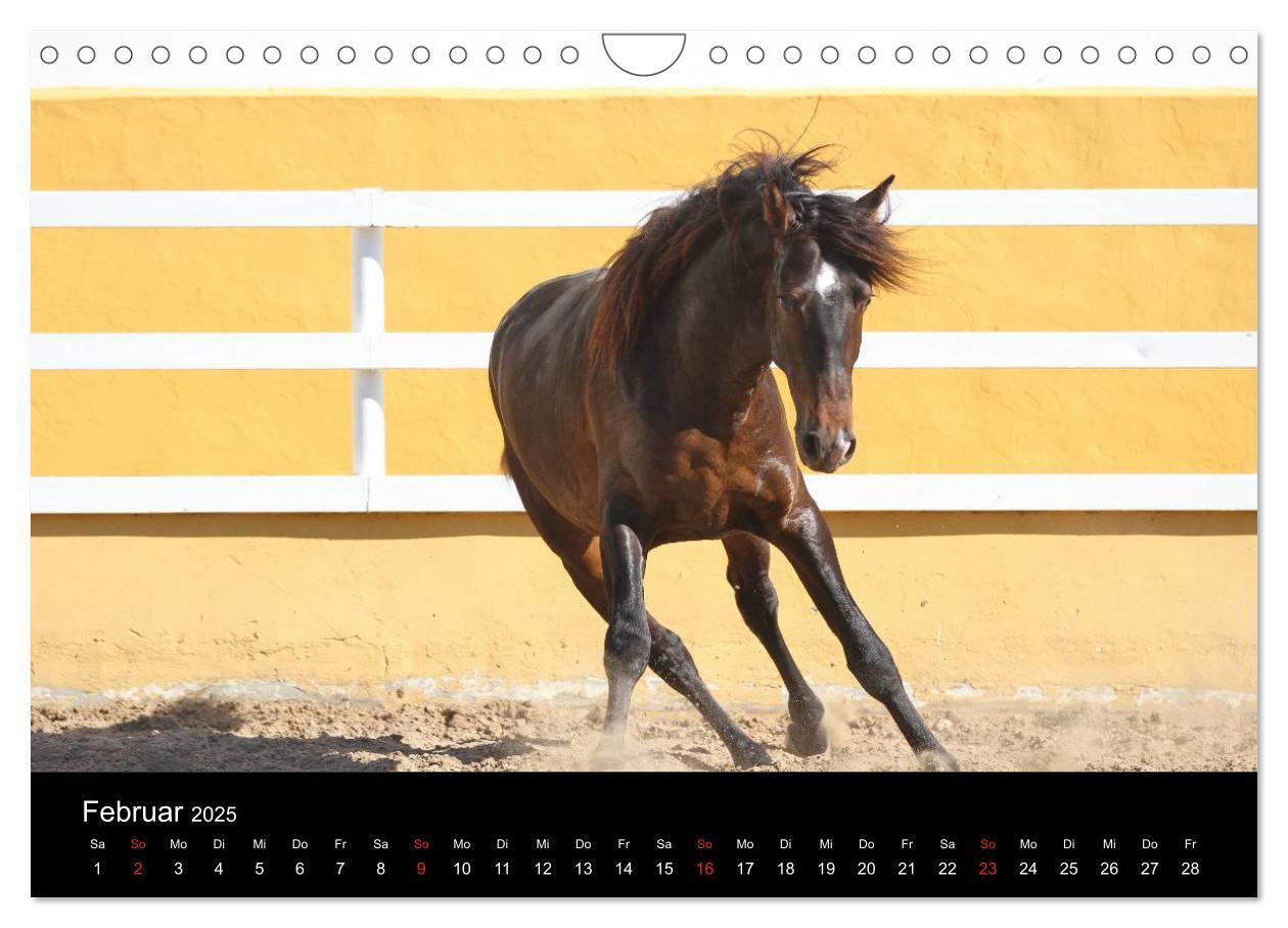 Bild: 9783435567126 | Caballos Spanische Pferde 2025 (Wandkalender 2025 DIN A4 quer),...