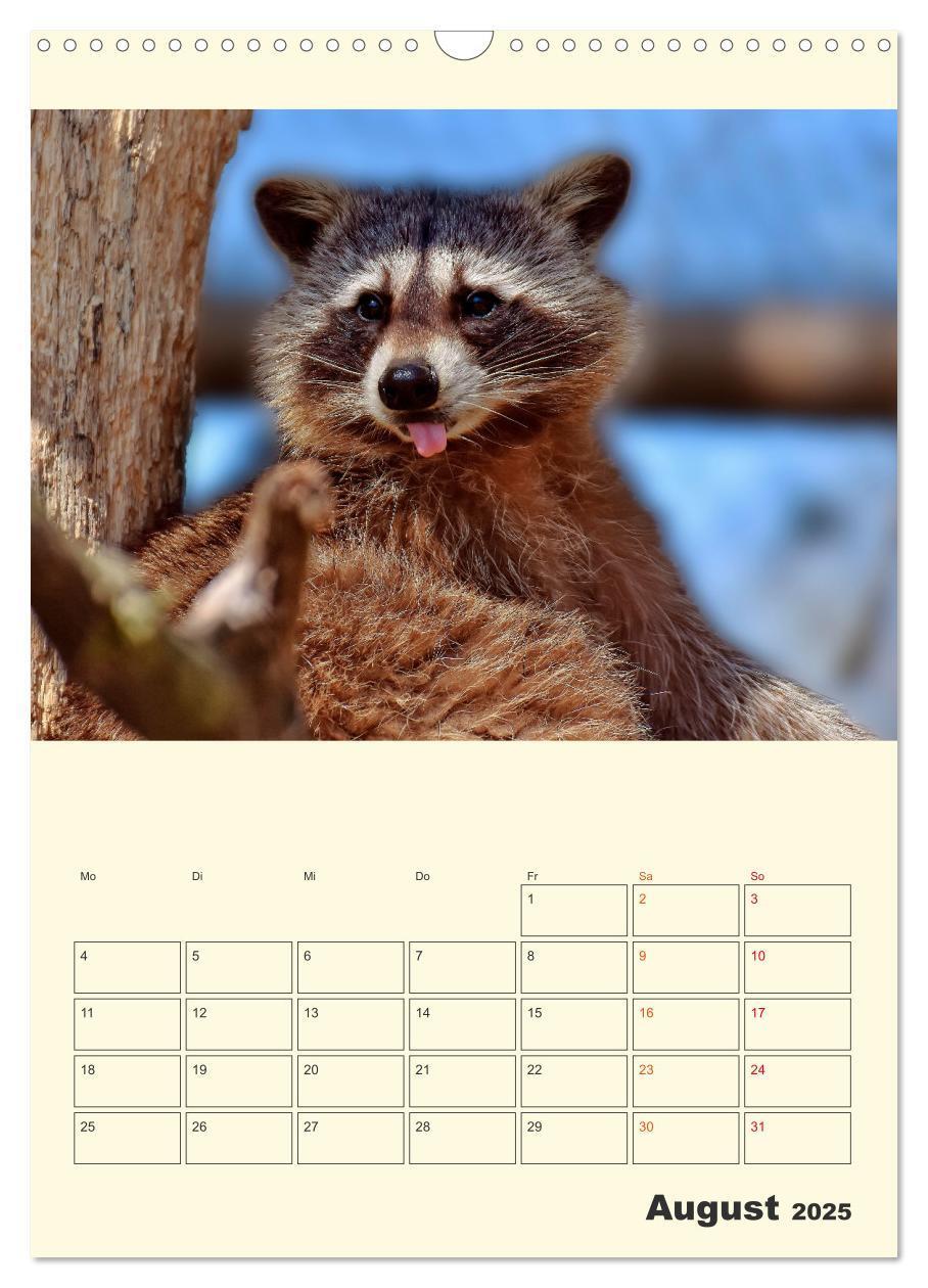 Bild: 9783435903504 | Drolliger Waschbär (Wandkalender 2025 DIN A3 hoch), CALVENDO...