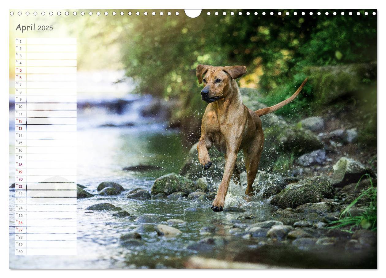 Bild: 9783435358267 | Rhodesian Ridgeback - Herzen auf vier Pfoten (Wandkalender 2025 DIN...