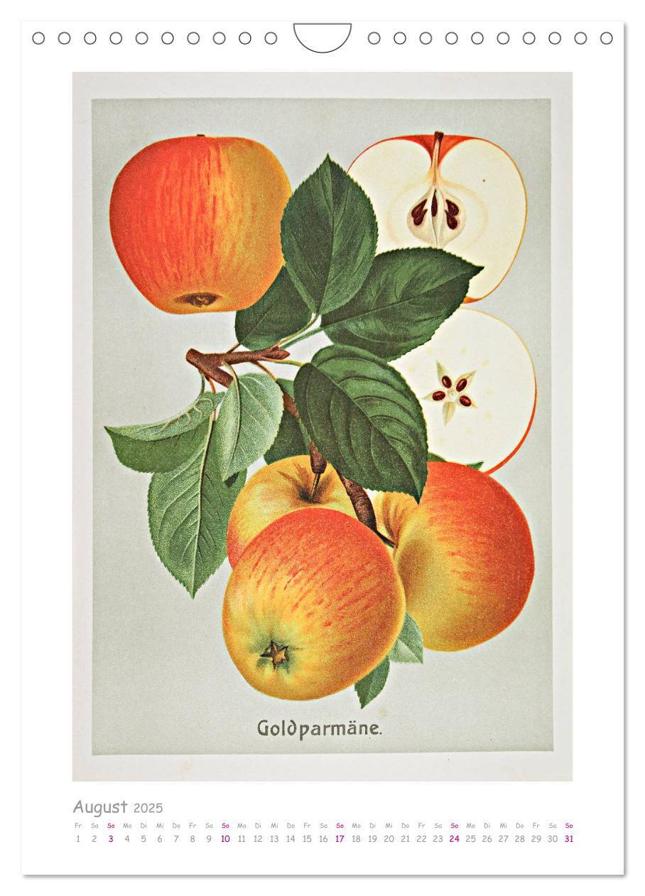 Bild: 9783435976546 | Äpfel/Appels. Alte ostfriesische Sorten (Wandkalender 2025 DIN A4...