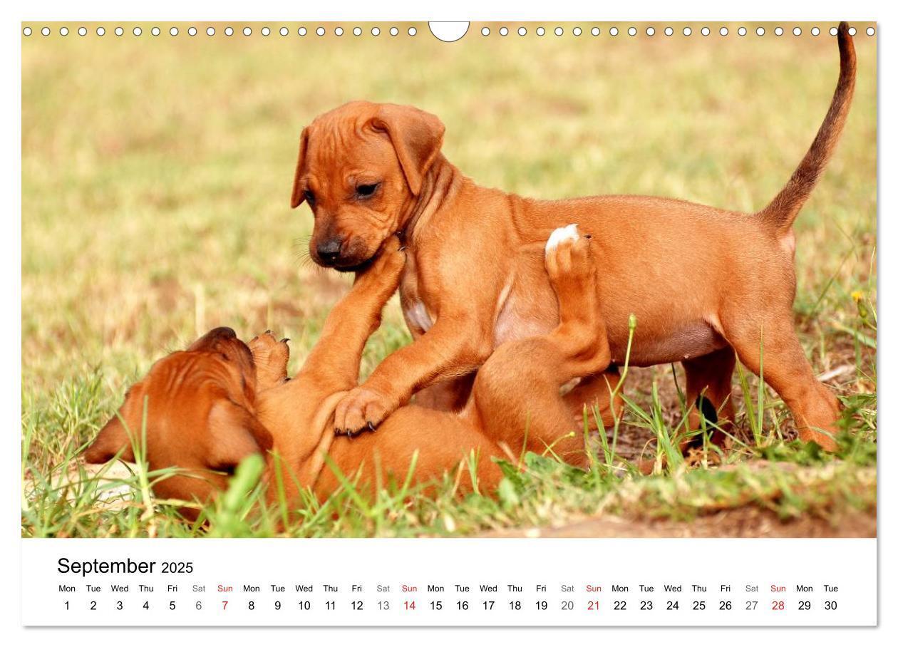 Bild: 9781325960538 | Rhodesian Ridgeback Puppies (Wall Calendar 2025 DIN A3 landscape),...