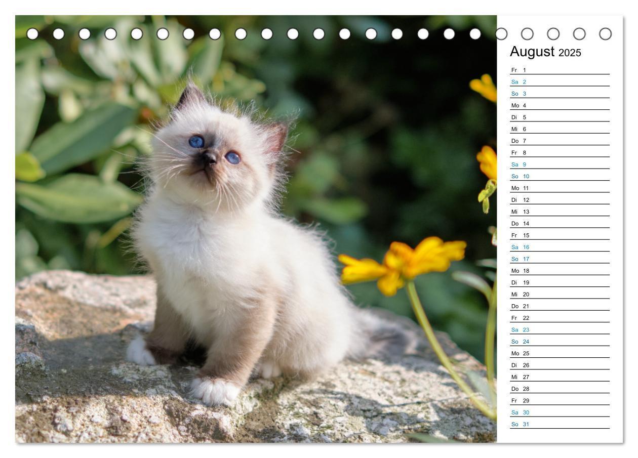 Bild: 9783383959745 | Heilige Birma Kitten mit Planer (Tischkalender 2025 DIN A5 quer),...