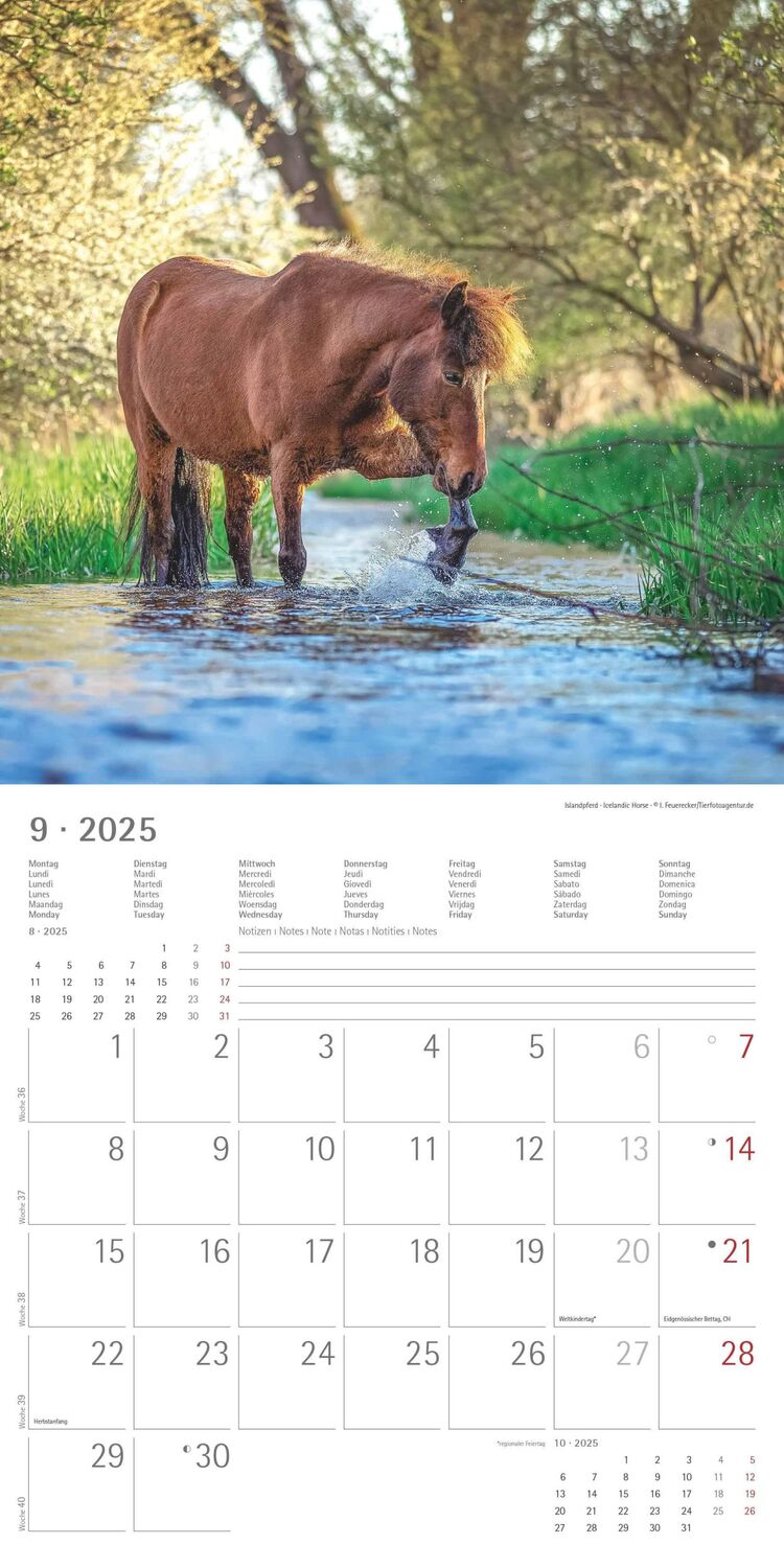 Bild: 4251732343040 | Ponys 2025 - Broschürenkalender 30x30 cm (30x60 geöffnet) -...