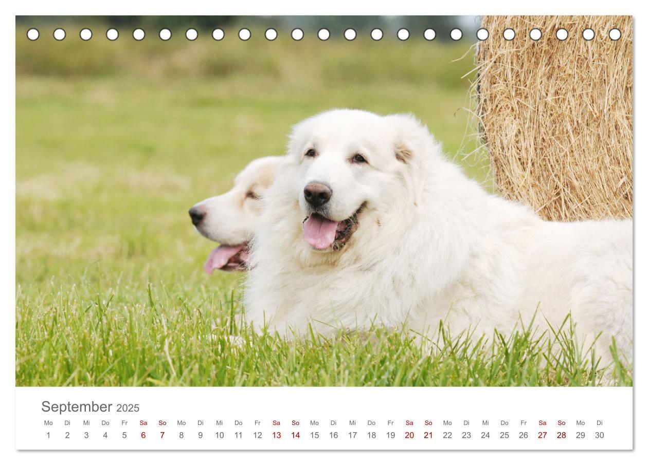 Bild: 9783435044719 | Pyrenäenberghunde (Tischkalender 2025 DIN A5 quer), CALVENDO...