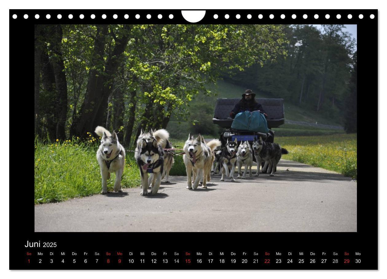 Bild: 9783435837649 | Husky-Kalender (Wandkalender 2025 DIN A4 quer), CALVENDO...