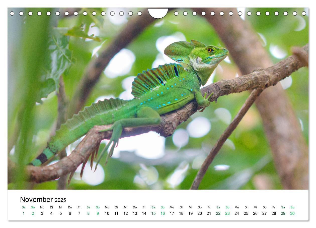 Bild: 9783383980756 | Costa Rica - Tropische Tierwelt (Wandkalender 2025 DIN A4 quer),...