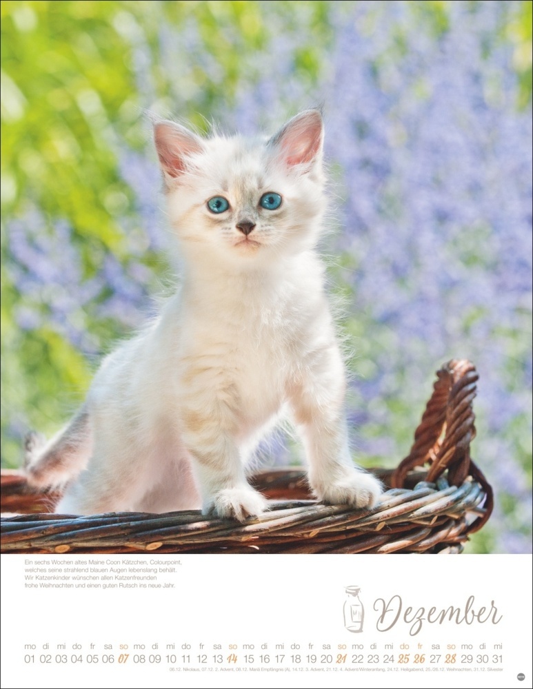 Bild: 9783756405305 | Katzenkinder Posterkalender 2025 | Monika Wegler | Kalender | 14 S.