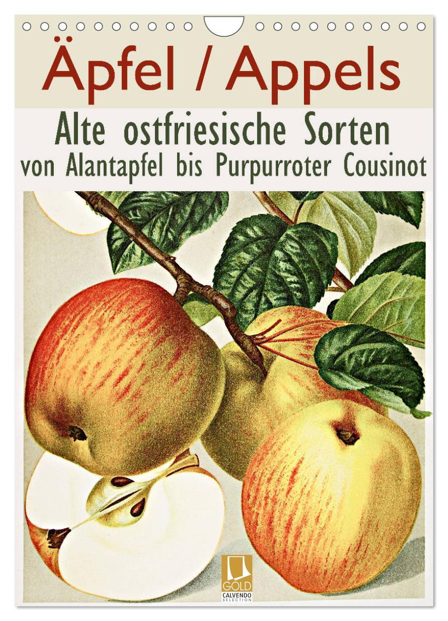 Cover: 9783435976546 | Äpfel/Appels. Alte ostfriesische Sorten (Wandkalender 2025 DIN A4...