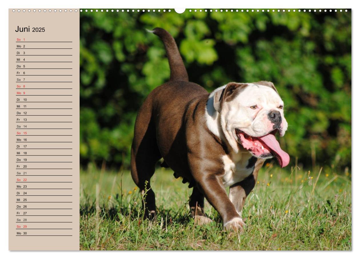 Bild: 9783435530861 | Faszination Bulldogge (hochwertiger Premium Wandkalender 2025 DIN...