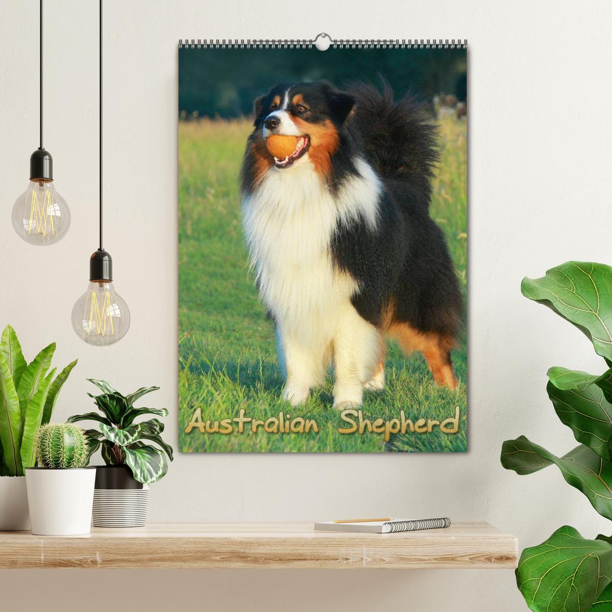 Bild: 9783457079805 | Australian Shepherd (Wandkalender 2025 DIN A2 hoch), CALVENDO...