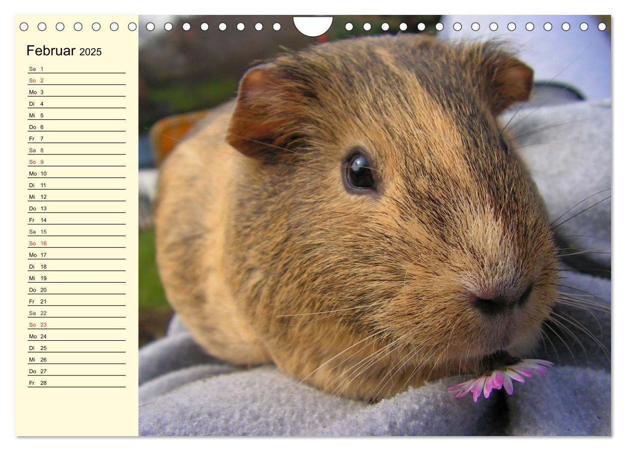 Bild: 9783435509621 | Meerschweinchen. Geliebte Nager (Wandkalender 2025 DIN A4 quer),...