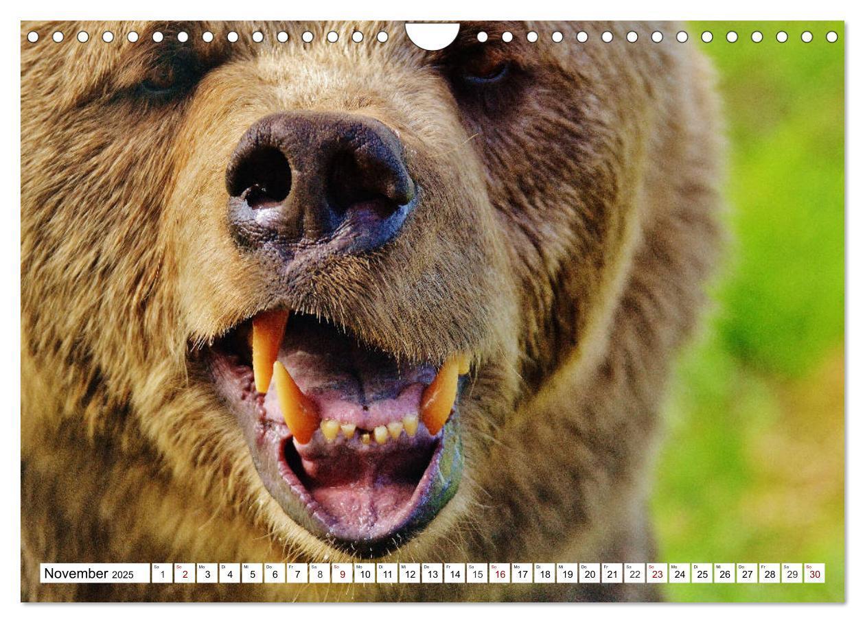 Bild: 9783435422029 | Lustige Tier-Selfies. Tierische Selbstportraits (Wandkalender 2025...