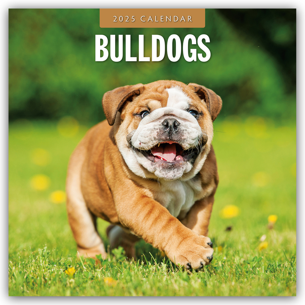 Cover: 9781804424414 | Bulldogs - Bulldoggen 2025 - 16-Monatskalender | Ltd | Kalender | 2025