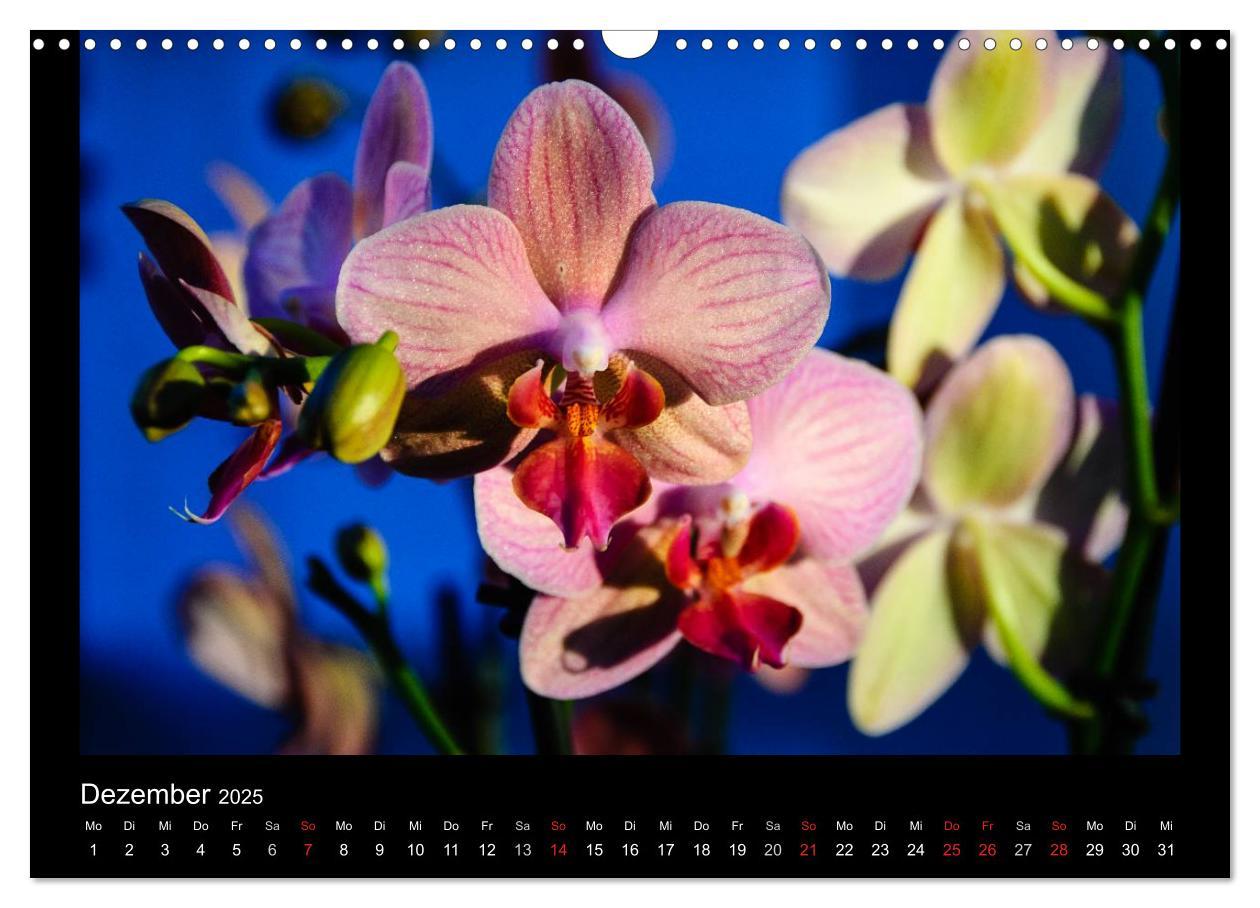 Bild: 9783435598915 | Wunderbare Orchideen (Wandkalender 2025 DIN A3 quer), CALVENDO...