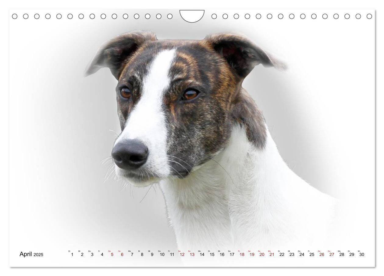 Bild: 9783383824333 | Windhund Portrait 2025 White Edition (Wandkalender 2025 DIN A4...