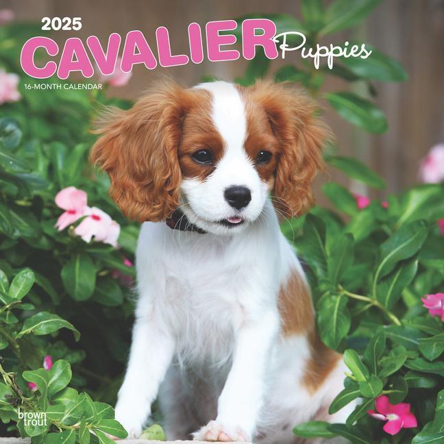 Cover: 9781975476816 | Cavalier King Charles Spaniel Puppies 2025 12 X 24 Inch Monthly...