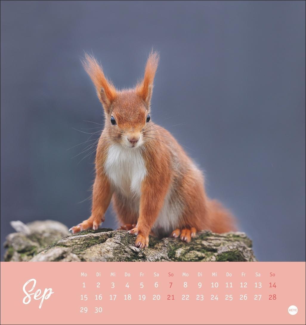 Bild: 9783756407071 | Eichhörnchen Postkartenkalender 2025 | Heye | Kalender | Spiralbindung