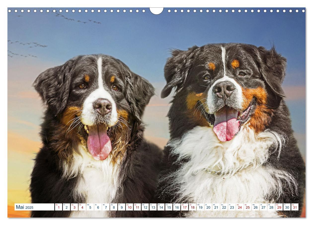 Bild: 9783435050079 | Berner Sennenhund - Ein Traum auf vier Pfoten (Wandkalender 2025...