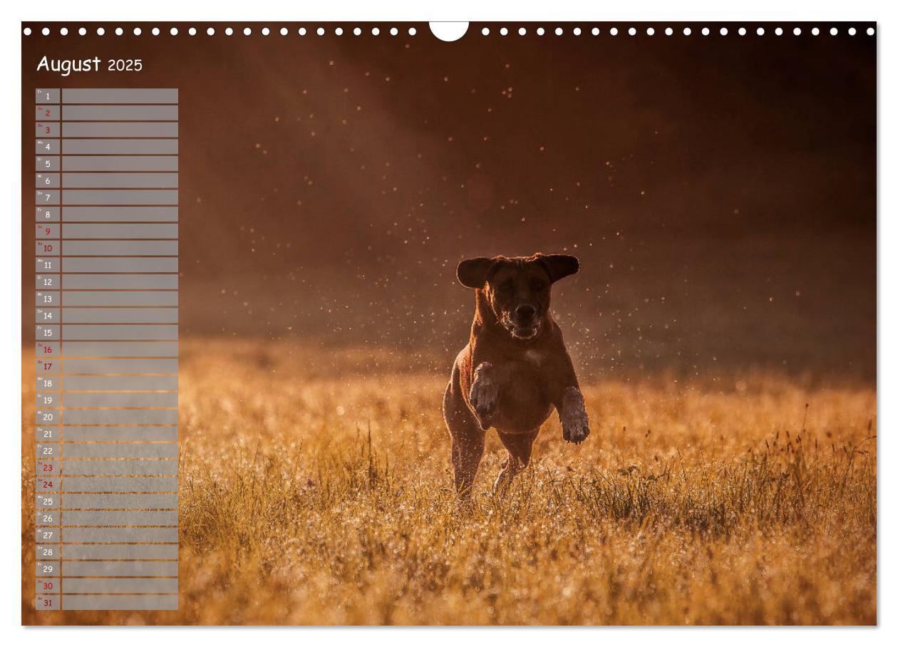 Bild: 9783435358267 | Rhodesian Ridgeback - Herzen auf vier Pfoten (Wandkalender 2025 DIN...