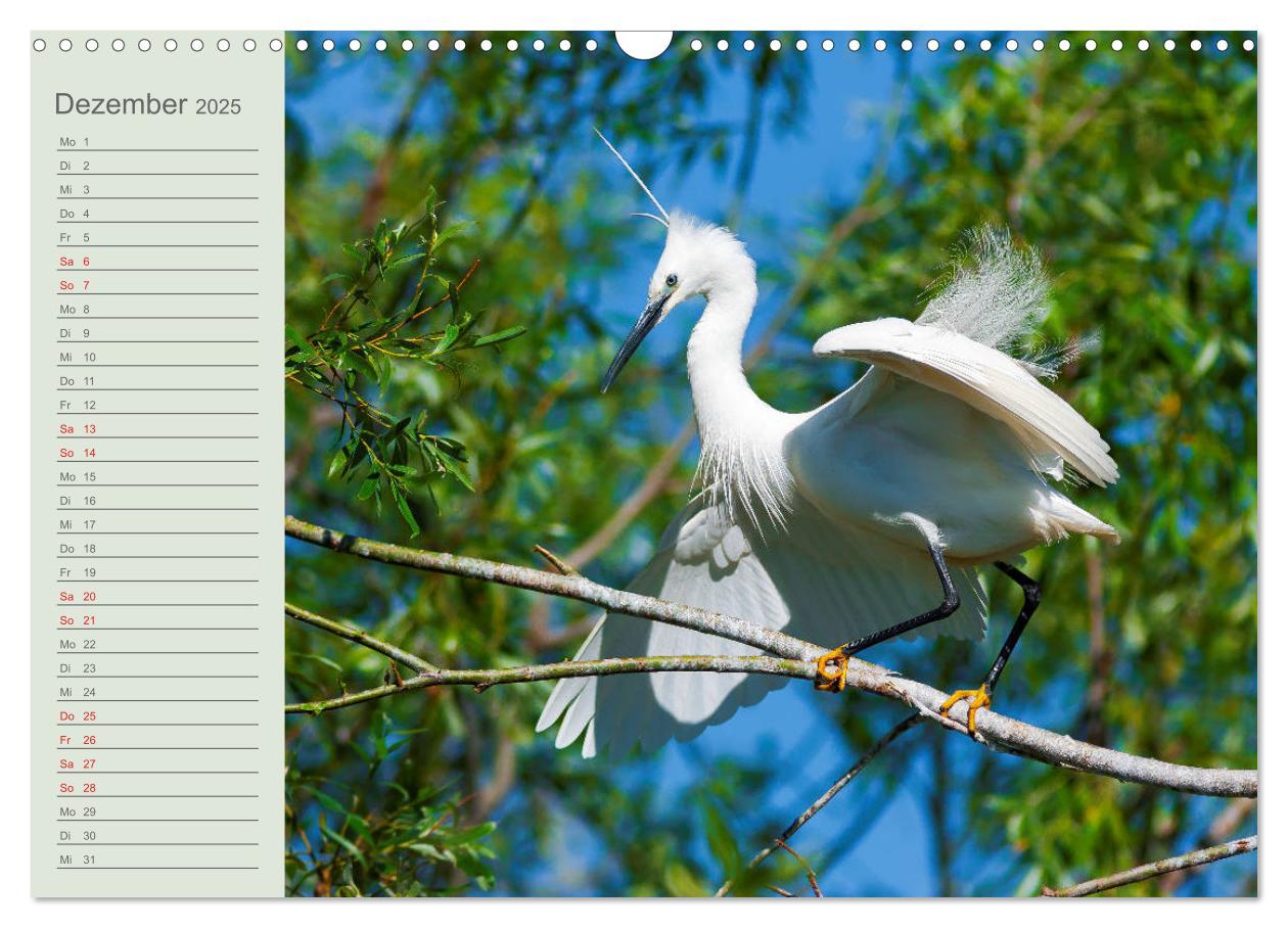 Bild: 9783435116911 | Donaudelta - Tierparadies am Schwarzen Meer (Wandkalender 2025 DIN...