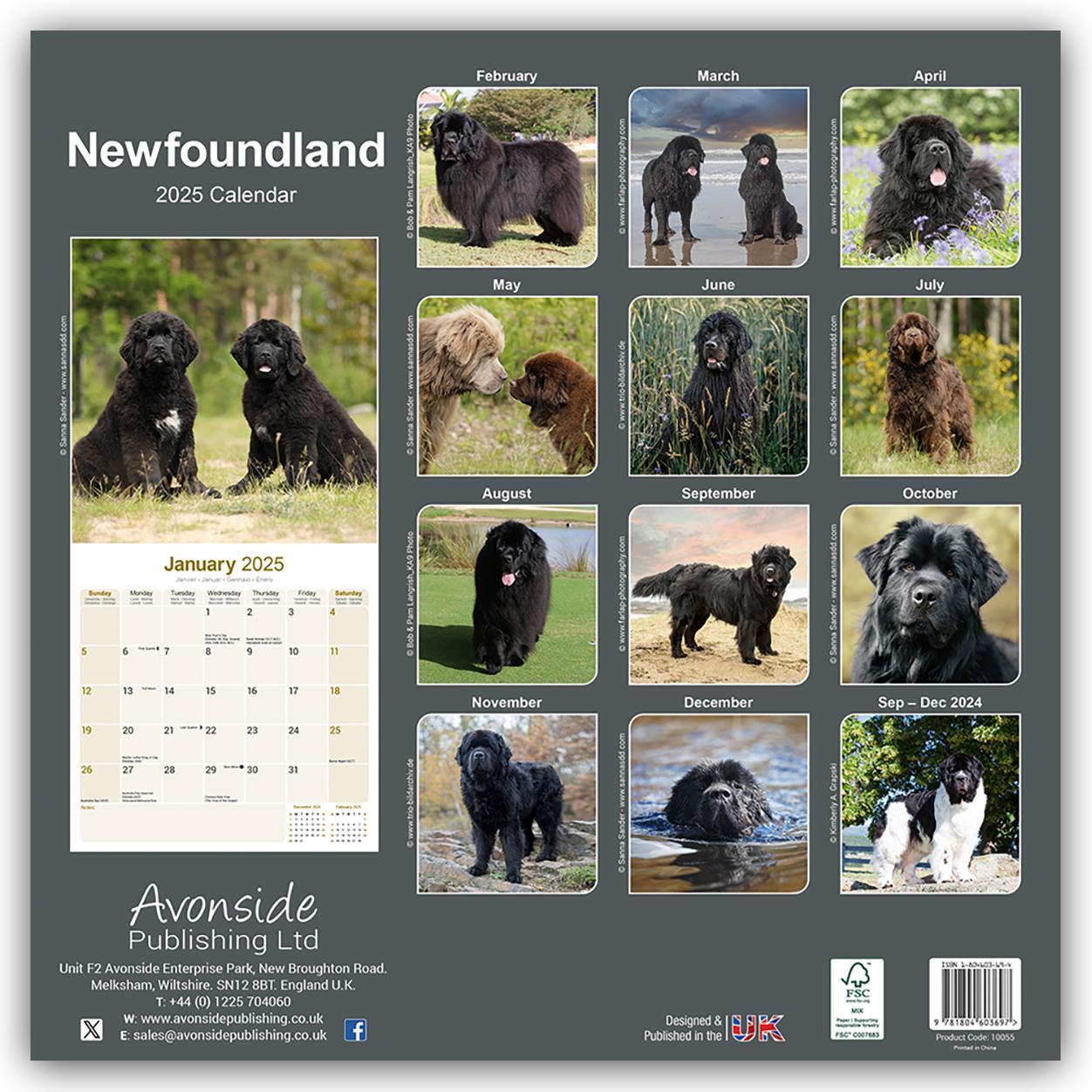 Rückseite: 9781804603697 | Newfoundland - Neufundländer 2025 - 16-Monatskalender | Ltd | Kalender