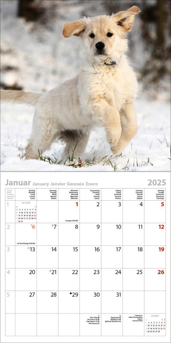 Bild: 9783731876571 | Retriever 2025 | Verlag Korsch | Kalender | 13 S. | Deutsch | 2025