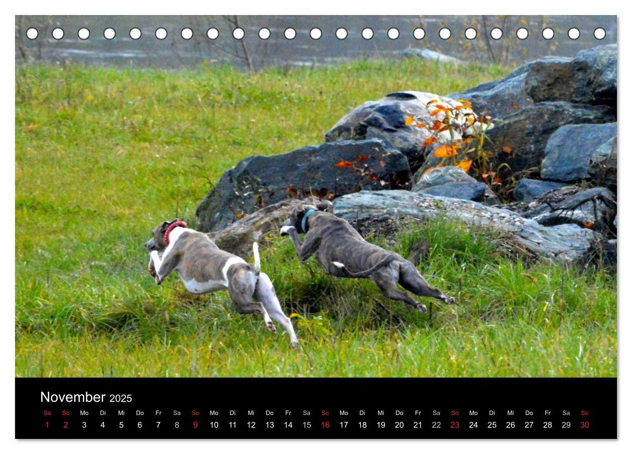 Bild: 9783435629909 | Whippets in Aktion (Tischkalender 2025 DIN A5 quer), CALVENDO...