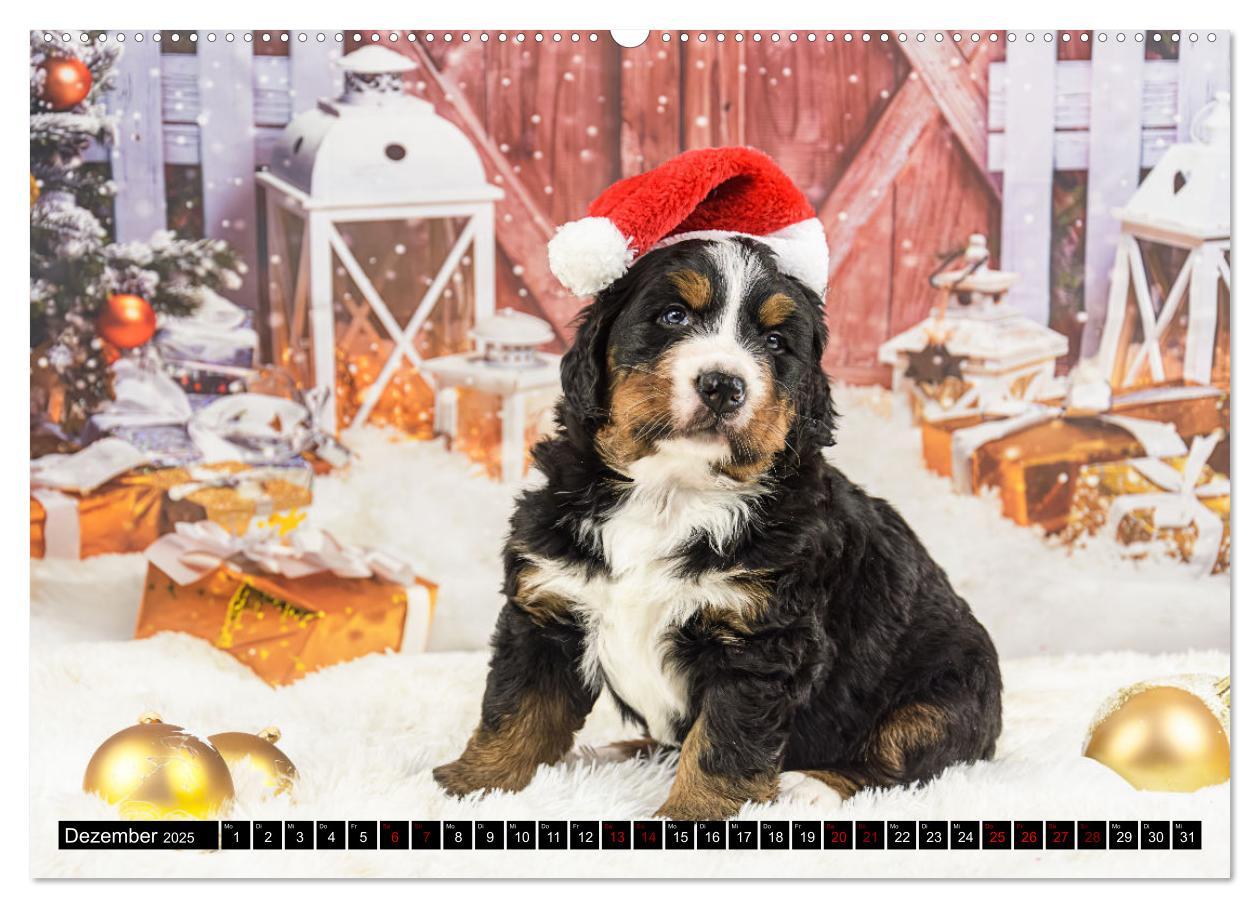 Bild: 9783457182604 | Berner Sennenhunde - Faszinierende Herzensbrecher (Wandkalender...