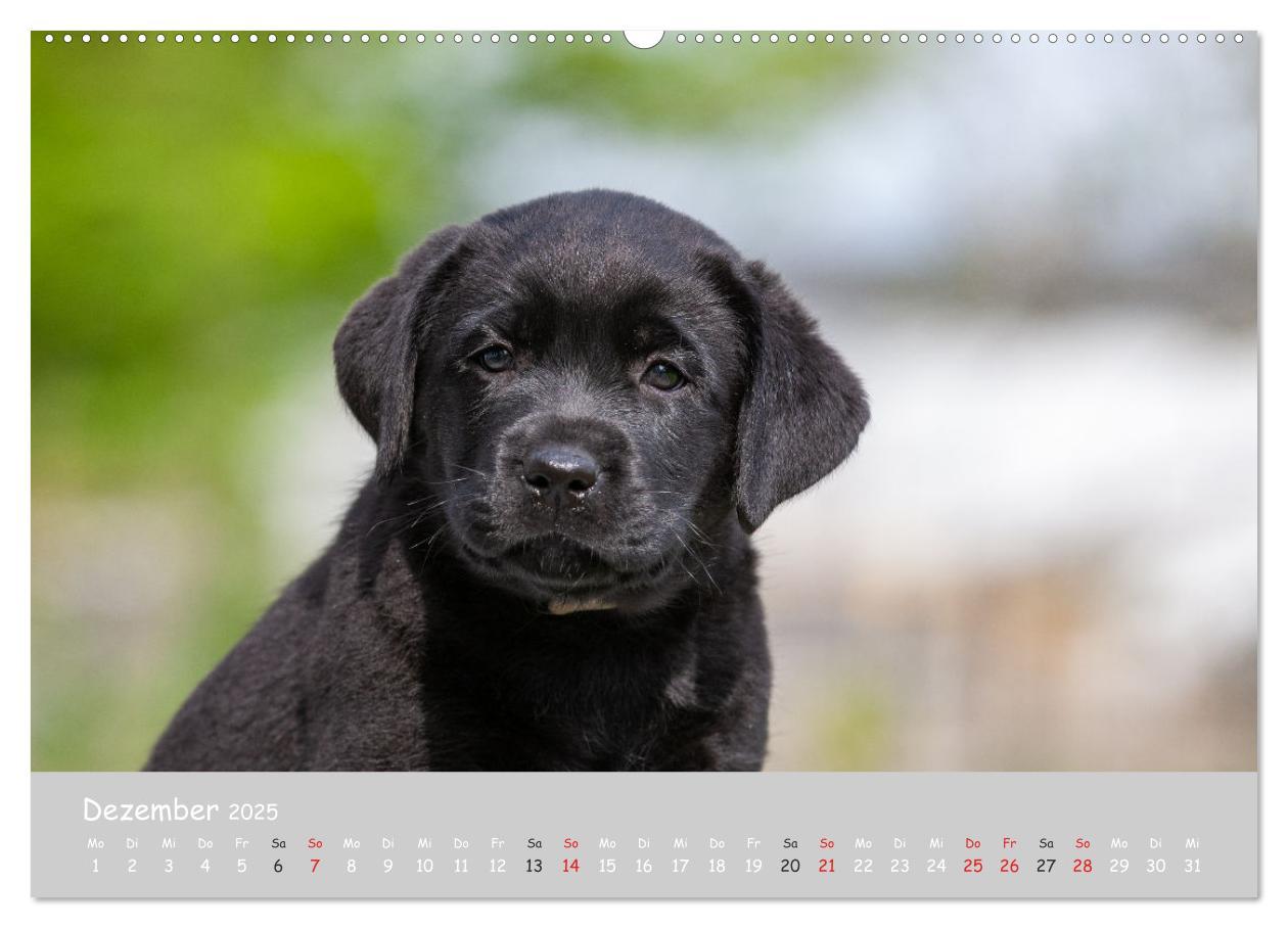 Bild: 9783435531554 | Liebenswerter Labrador 2025 (Wandkalender 2025 DIN A2 quer),...