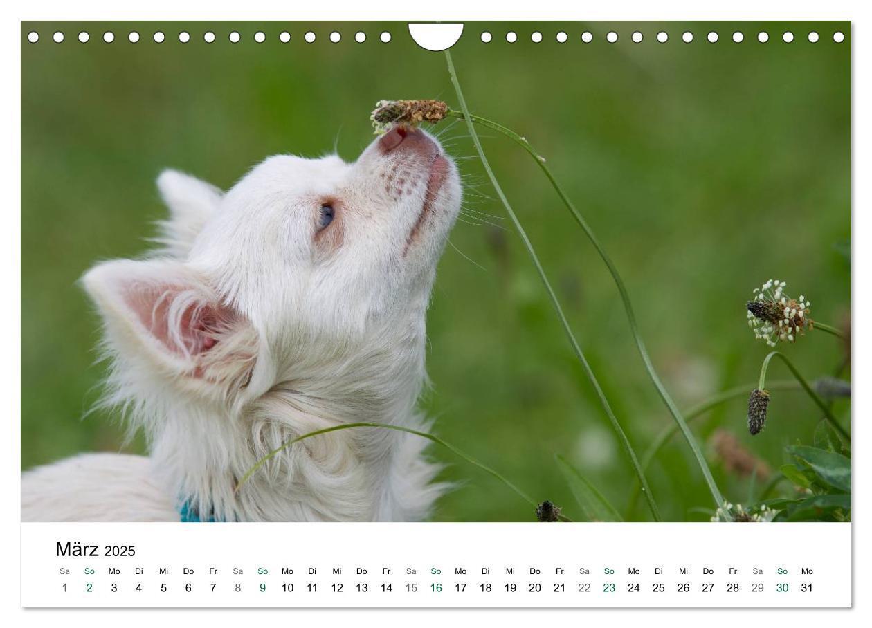 Bild: 9783435772810 | Chihuahuas - kleine Herzensbrecher (Wandkalender 2025 DIN A4 quer),...