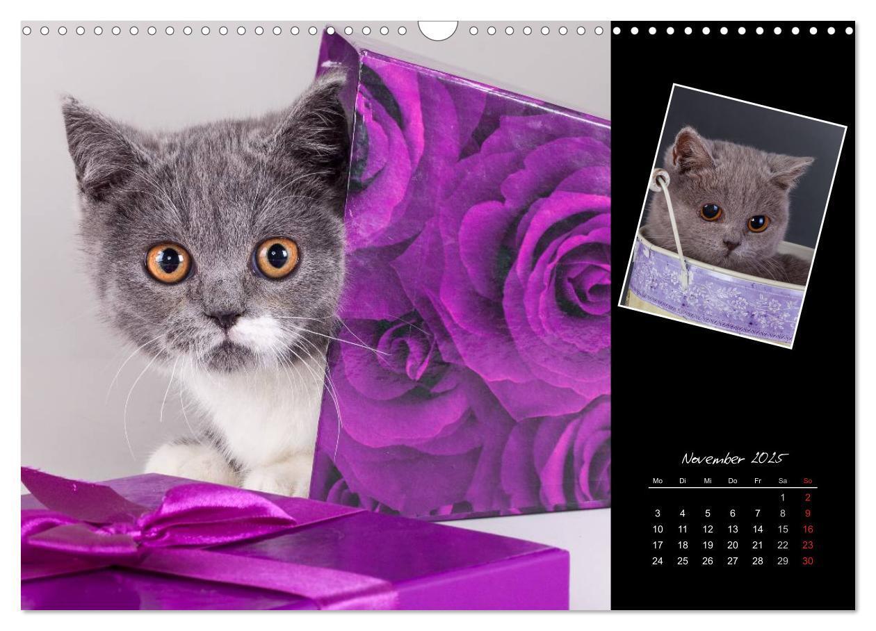 Bild: 9783435772926 | Britisch Kurzhaar Katzen (Wandkalender 2025 DIN A3 quer), CALVENDO...