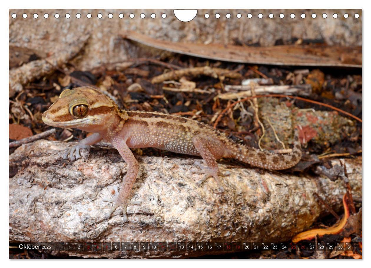 Bild: 9783435280896 | Reptilien auf Madagaskar (Wandkalender 2025 DIN A4 quer), CALVENDO...