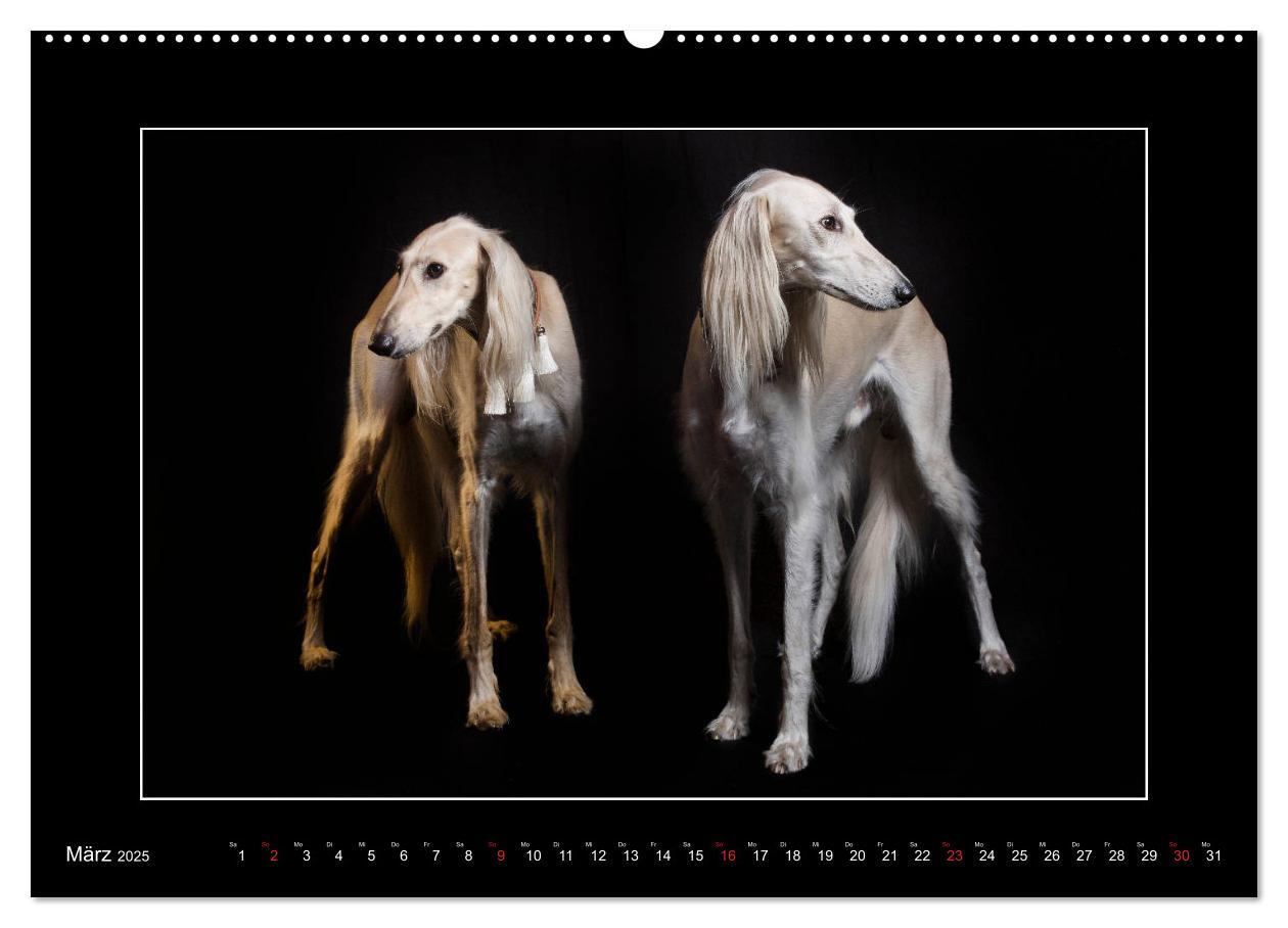 Bild: 9783435176809 | Windhunde - Schnelle Schönheiten (Wandkalender 2025 DIN A2 quer),...