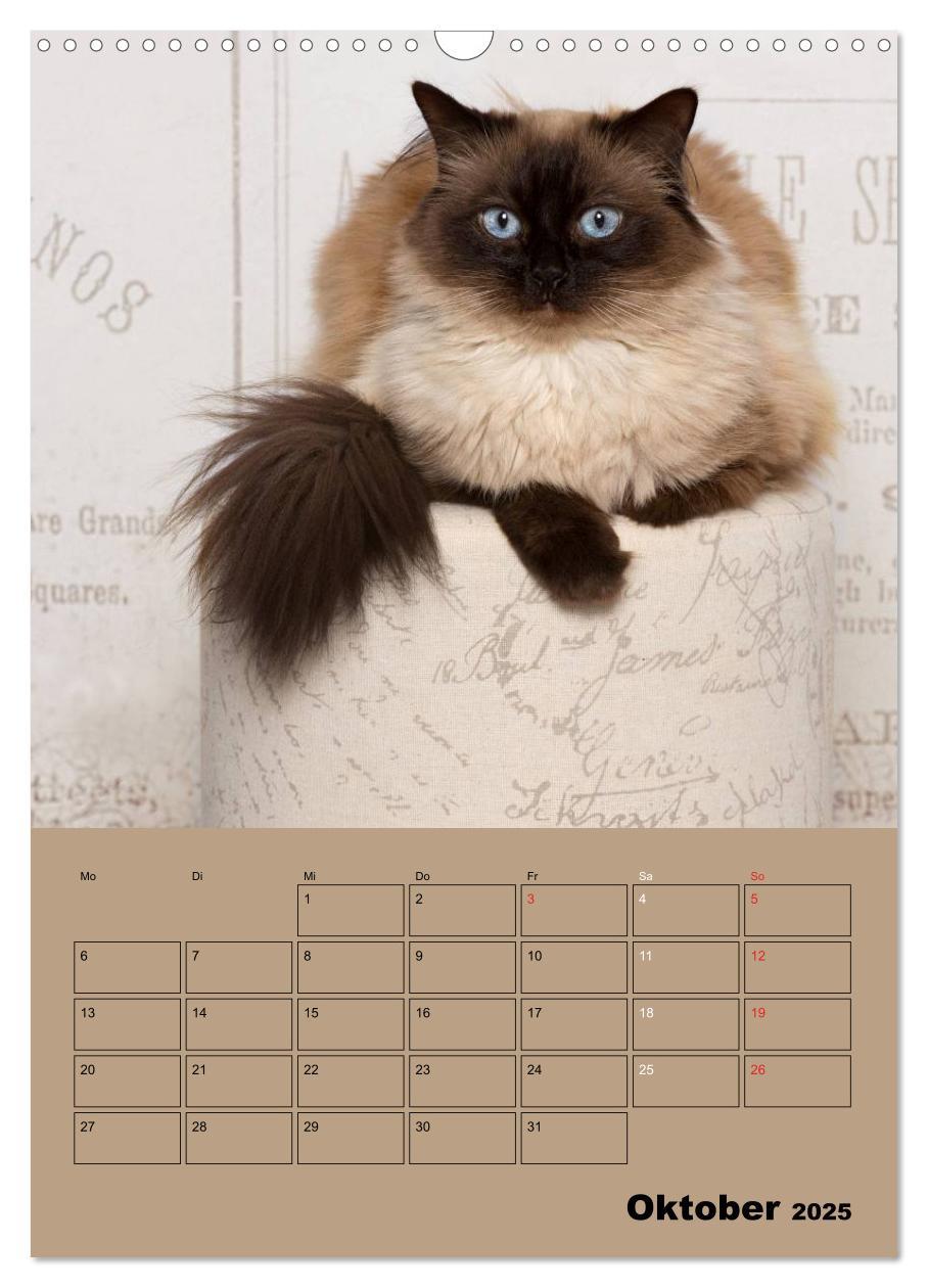 Bild: 9783457012895 | Ragdolls zum Verlieben (Wandkalender 2025 DIN A3 hoch), CALVENDO...